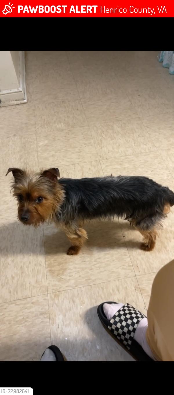 Lost Female Dog last seen Dollar general/hses, Henrico County, VA 23075