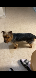 Lost Female Dog last seen Dollar general/hses, Henrico County, VA 23075