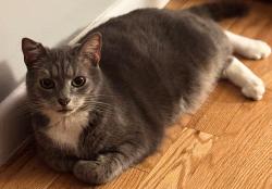 Lost Male Cat last seen Near Shadywood Drive, Jefferson, MD, Jefferson, MD 21755