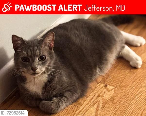 Lost Male Cat last seen Near Shadywood Drive, Jefferson, MD, Jefferson, MD 21755
