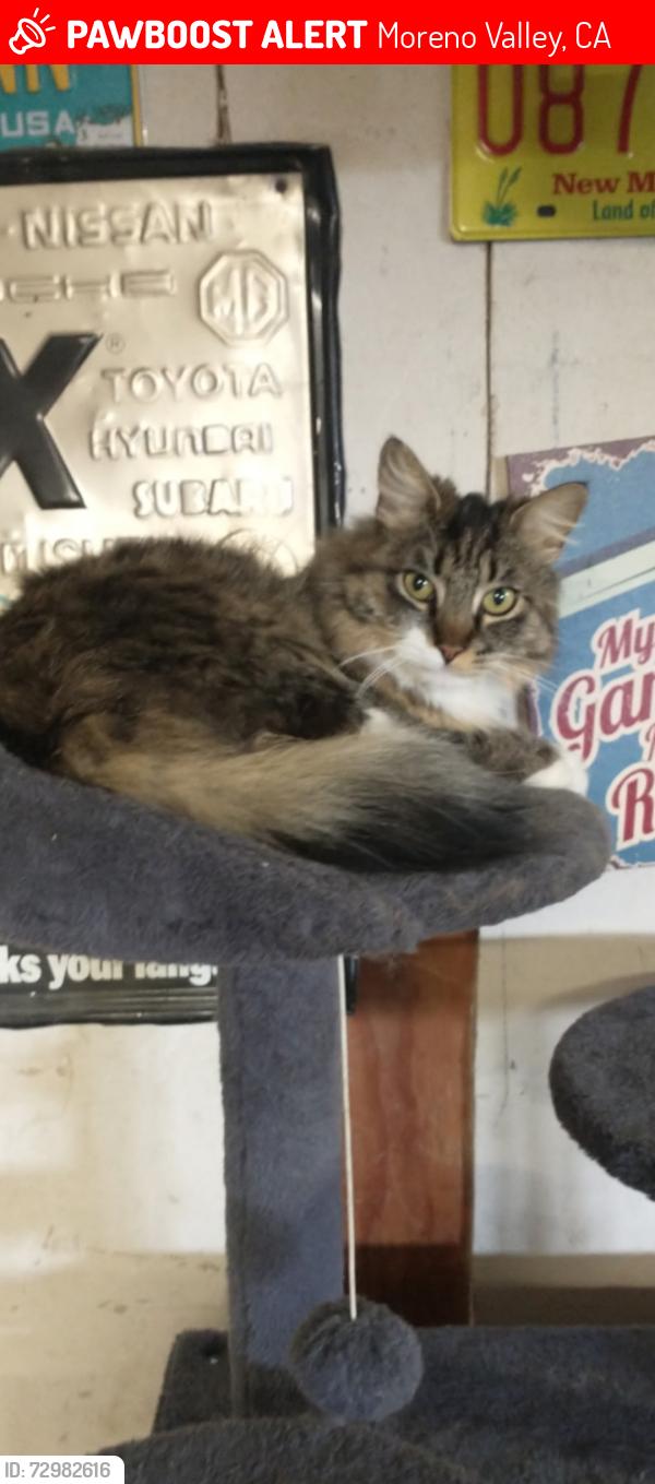 Lost Male Cat last seen gerbera st bay , Moreno Valley, CA 92553