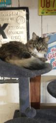 Lost Male Cat last seen gerbera st bay , Moreno Valley, CA 92553