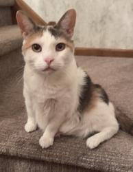 Lost Female Cat last seen beckenham rd, lytle rd, North Royalton, OH 44133