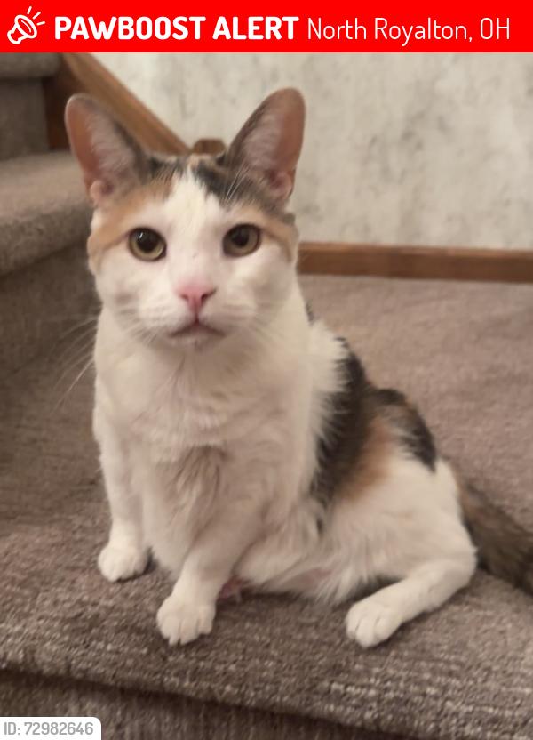 Lost Female Cat last seen beckenham rd, lytle rd, North Royalton, OH 44133