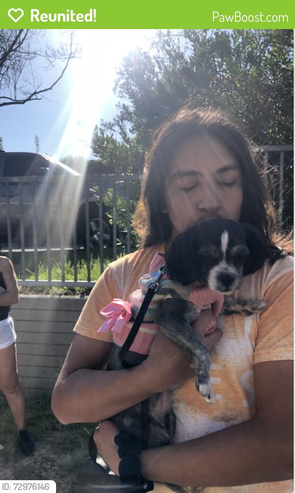 Reunited Female Dog last seen Trinity and 36th , Los Angeles, CA 90011