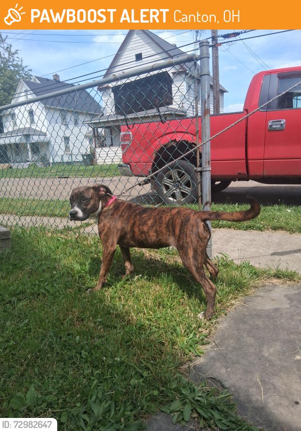 Found/Stray Female Dog last seen 9th st sw , Canton, OH 44706
