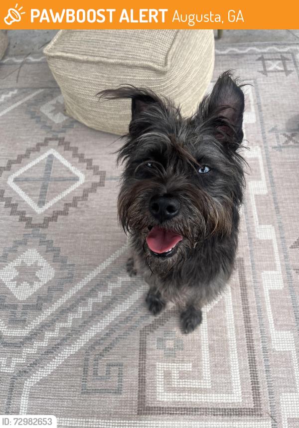Found/Stray Female Dog last seen Pleasant home and Quaker Spring rd, Augusta, GA 30907