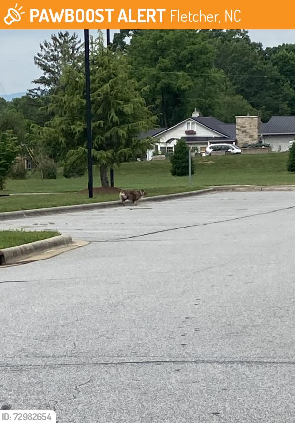 Found/Stray Unknown Dog last seen Fletcher Ingles running towards the Urgent Care, Fletcher, NC 28732
