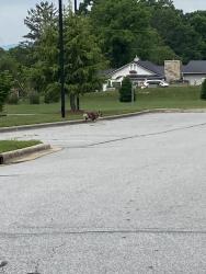 Found/Stray Unknown Dog last seen Fletcher Ingles running towards the Urgent Care, Fletcher, NC 28732