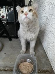 Found/Stray Male Cat last seen Lake Mead Blvd and Tenaya, Las Vegas, NV 89128