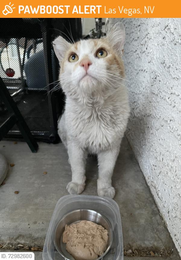 Found/Stray Male Cat last seen Lake Mead Blvd and Tenaya, Las Vegas, NV 89128