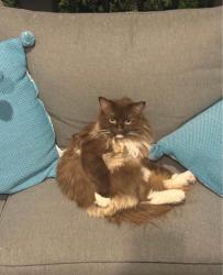 Lost Female Cat last seen 40th St and 4th Ave N, St. Petersburg, FL 33713
