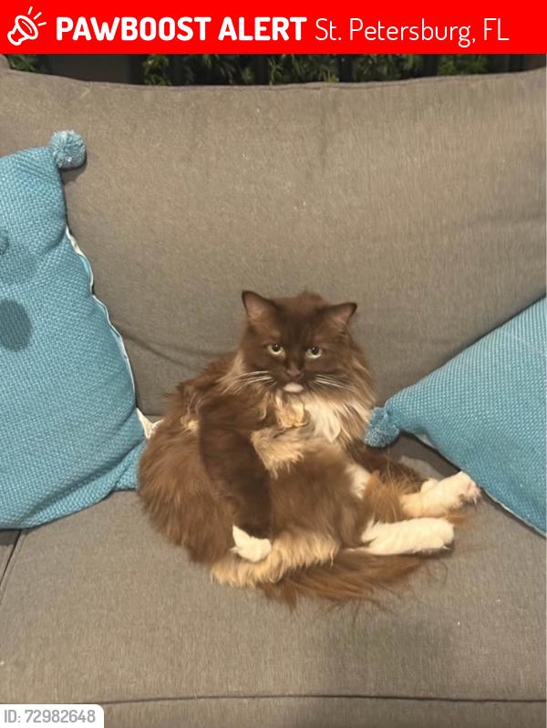 Lost Female Cat last seen 40th St and 4th Ave N, St. Petersburg, FL 33713