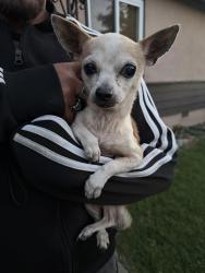 Reunited Female Dog last seen Dermody @ Drew, Ashland, CA 94580