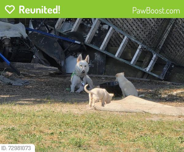 Reunited Female Dog last seen Sir David Dr Zebulon, NC, Zebulon, NC 27597