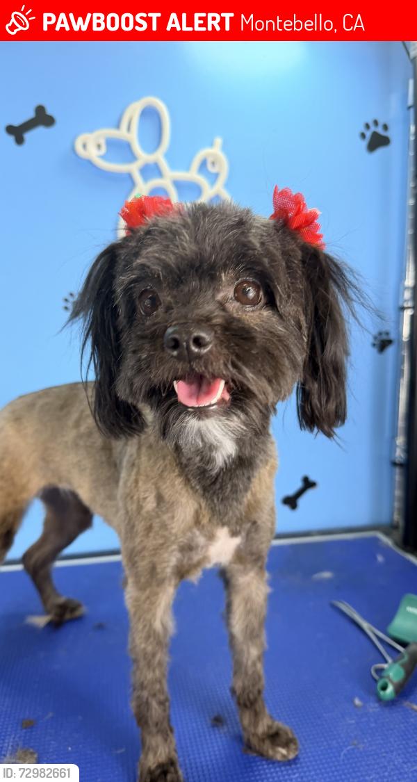 Lost Female Dog last seen North Juarez St and Howard Ave, Montebello, CA 90640