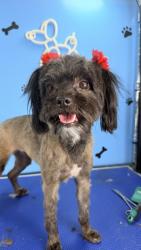 Lost Female Dog last seen North Juarez St and Howard Ave, Montebello, CA 90640
