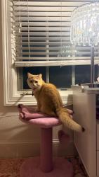 Lost Female Cat last seen Near Siena , Lake Forest, CA 92630