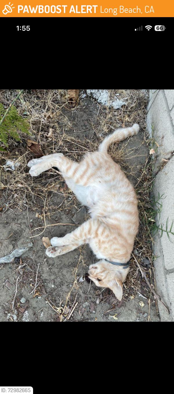 Found/Stray Unknown Cat last seen Bellflower, coming up onto Conant, Long Beach, CA 90831