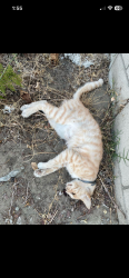 Found/Stray Unknown Cat last seen Bellflower, coming up onto Conant, Long Beach, CA 90831