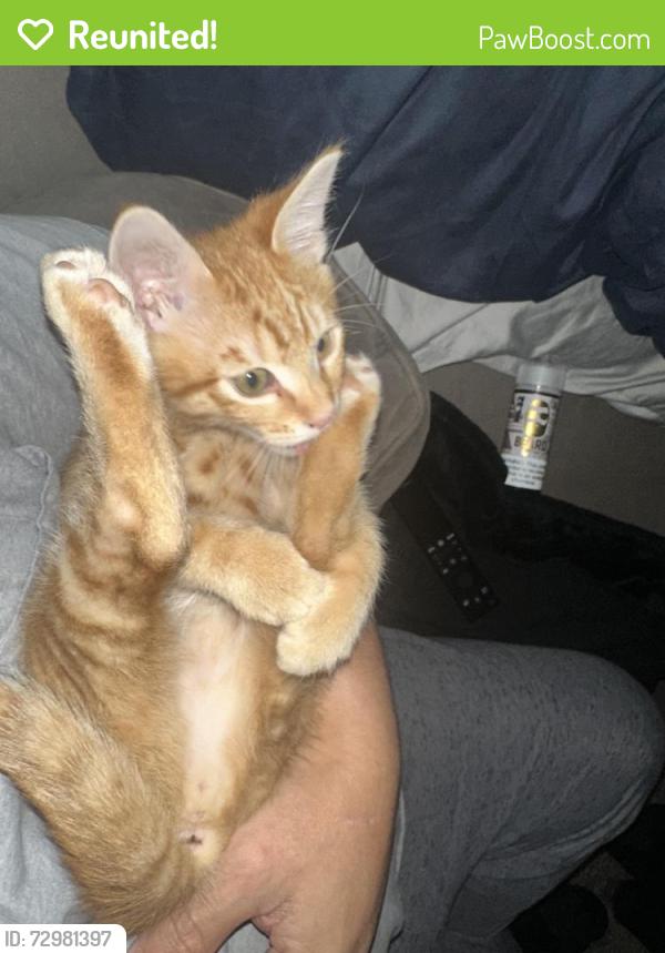 Reunited Male Cat last seen 17th and Tyler , Tacoma, WA 98405