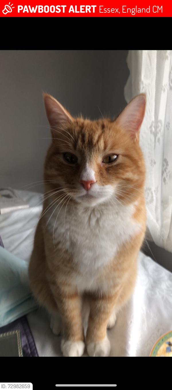 Lost Male Cat last seen Staple Tye Splash park and cycle track, Essex, England CM19