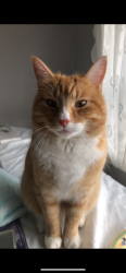 Lost Male Cat last seen Staple Tye Splash park and cycle track, Essex, England CM19