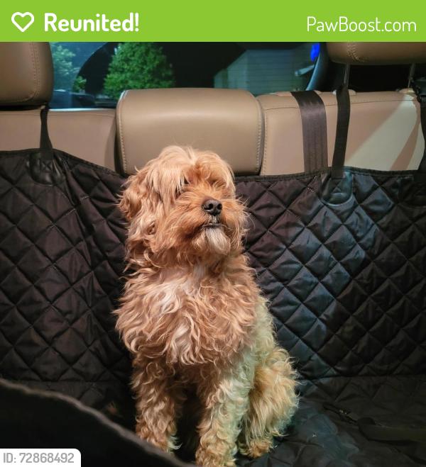 Reunited Male Dog last seen Aspen Village apmts , Cincinnati, OH 45238