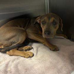 Shelter Stray Female Dog last seen , 4525 W Wendover Ave, Greensboro, NC 27409, USA