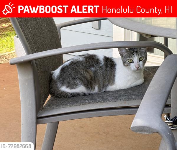 Lost Female Cat last seen Ko Olina Kai, Honolulu County, HI 96707