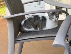 Lost Female Cat last seen Ko Olina Kai, Honolulu County, HI 96707