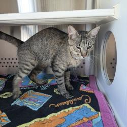 Shelter Stray Female Cat last seen , Norman, OK 73072