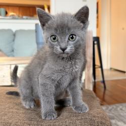 Shelter Stray Male Cat last seen , Philadelphia, PA 19140