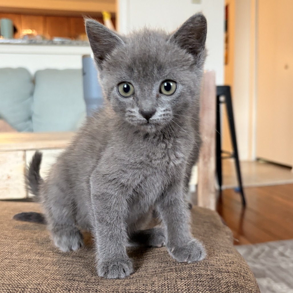 Shelter Stray Male Cat last seen , Philadelphia, PA 19140
