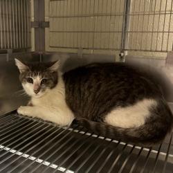 Shelter Stray Unknown Cat last seen , 54687 Co Rd 19, Bristol, IN 46507, USA