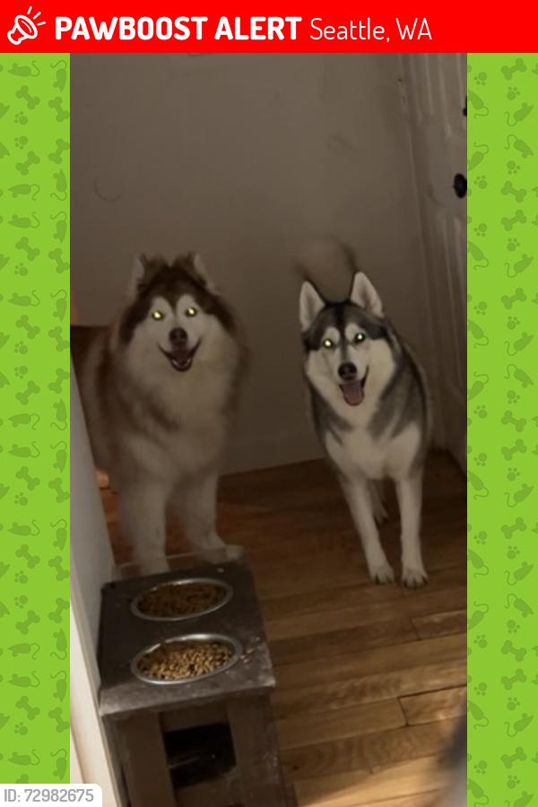 Lost Male Dog last seen Near S 158th St Tukwila, WA  98188 United States, Seattle, WA 98188