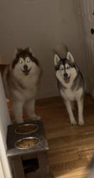 Lost Male Dog last seen Near S 158th St Tukwila, WA  98188 United States, Seattle, WA 98188