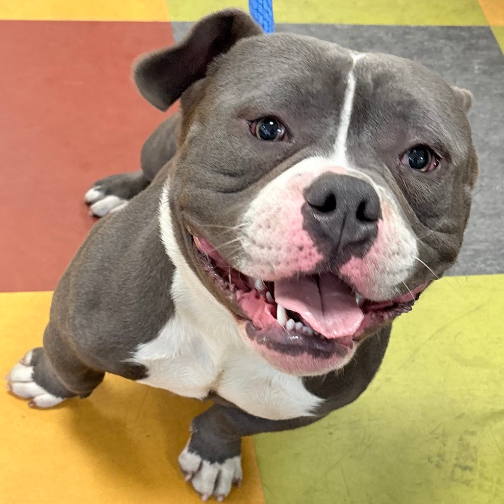 Shelter Stray Male Dog last seen , Philadelphia, PA 19140