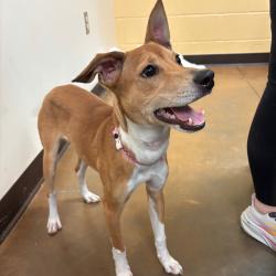 Shelter Stray Female Dog last seen , Memphis, TN 38133