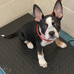 Shelter Stray Female Dog last seen , Memphis, TN 38133