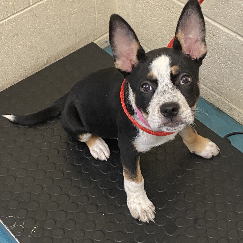 Shelter Stray Female Dog last seen , Memphis, TN 38133