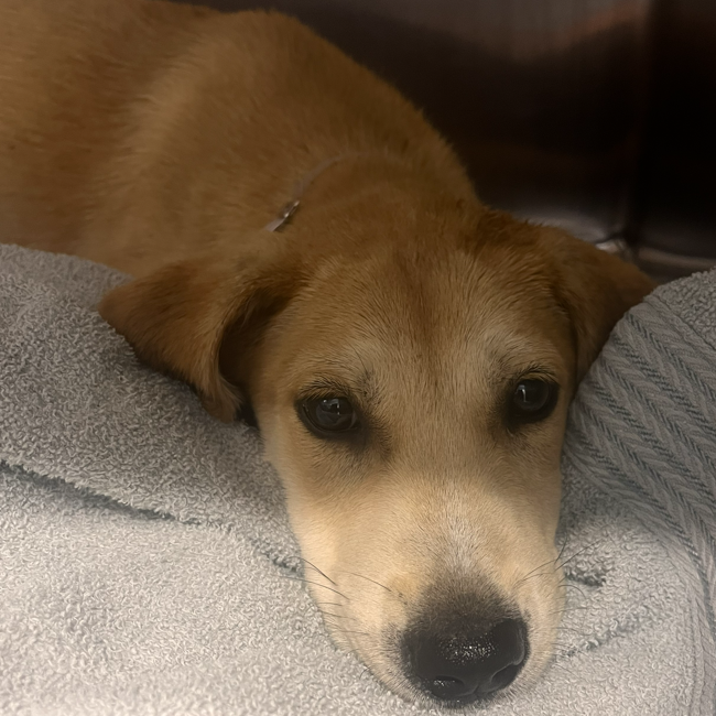 Shelter Stray Female Dog last seen , Hattiesburg, MS 39401