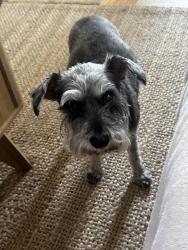 Found/Stray Male Dog last seen Granada and Ave 49, Los Angeles, CA 90042