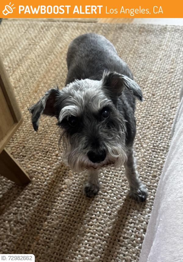 Found/Stray Male Dog last seen Granada and Ave 49, Los Angeles, CA 90042