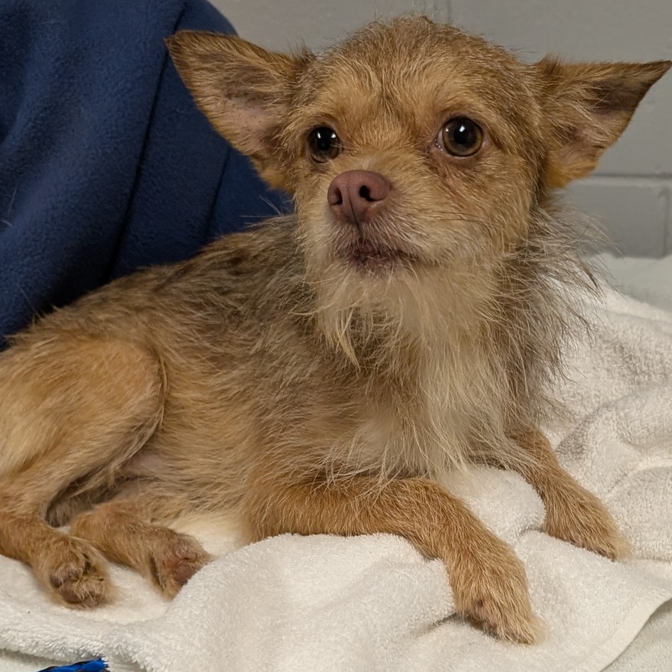 Shelter Stray Male Dog last seen , 328 Furman Hall Rd, Greenville, SC 29609, USA