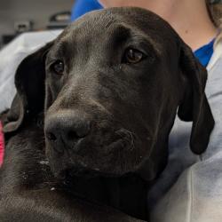 Shelter Stray Female Dog last seen , 328 Furman Hall Rd, Greenville, SC 29609, USA