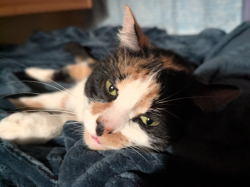 Reunited Female Cat last seen Kays Creek hiking trail, Layton, UT 84040