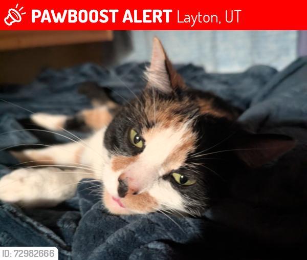 Lost Female Cat last seen Kays Creek hiking trail, Layton, UT 84040