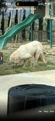 Found/Stray Unknown Dog last seen Auto zone / McDonald’s , Valley Center, CA 92082