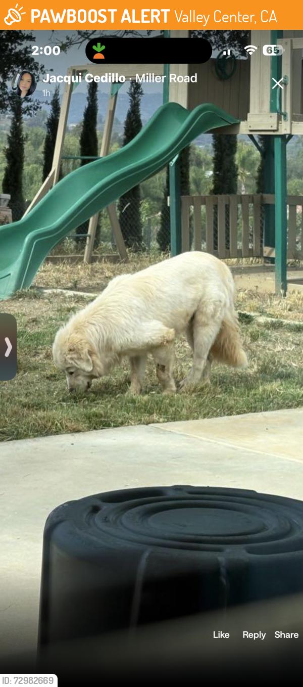 Found/Stray Unknown Dog last seen Auto zone / McDonald’s , Valley Center, CA 92082